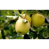 Яблоки Голден Делишес