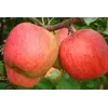 Яблоки Пирос