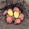 Картофель Ред Соня