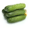 Огурец свежий