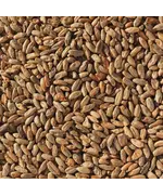 «Ржаной неферментированный» солод