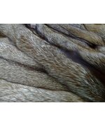 Лиса Огнёвка обесцвеченная