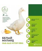 Инкубационное яйцо утки Мулард