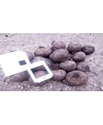 Свекла столовая