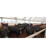 Товарные тёлки породы Абердин-ангус