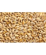 Ячмень фуражный