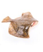 Камбала БГ ЖП 25+