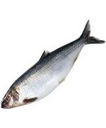 Сельдь 200-300 атл