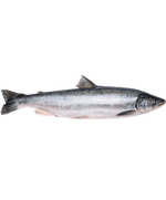 Голец н/р 25-35см