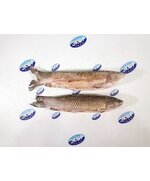 Белый амур ПСГ 1/12 русский берег