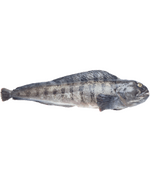 Зубатка синяя б/г 2+кг