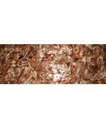 Щупальца кальмара командорского