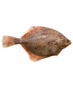 Камбала НР ЖП S 21+