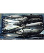 Скумбрия НР 200-400г.