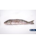 Голец 35+ (1/22)