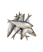 Сельдь НР Олюторская