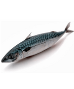 Скумбрия 250-400 Н/Р