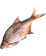 Лещ Балтийский