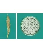 Рис ХАЗАР / KHAZAR, кругозерный