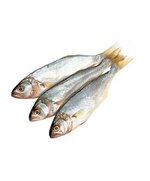 Луфарь мороженый