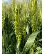 Пшеница озимая мягкая Аксинья