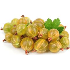 Замороженный крыжовник