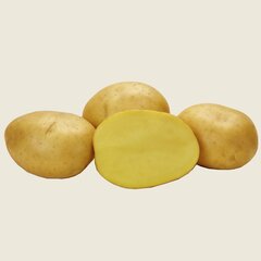 Картофель Беттина