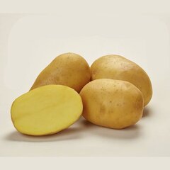 Картофель Лисана