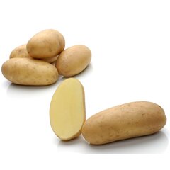 Картофель Людмила