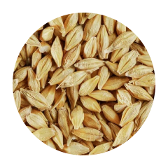 Зерно Ячмень