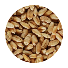 Зерно Пшеница