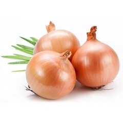 Лук репчатый