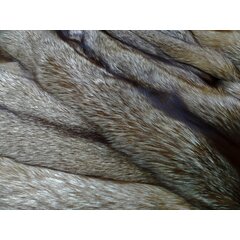 Лиса Огнёвка обесцвеченная