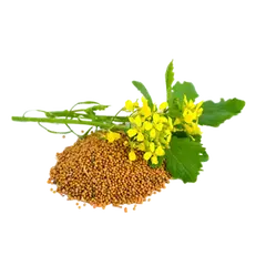 Рапс масличный ГОСТ