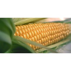 Кукурузный крахмал