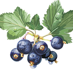 Конфитюр Джем со вкусом Черная смородина