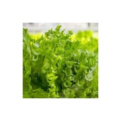 Салат «Фриллис»