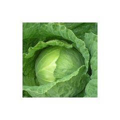 Капуста ранняя «Парел»