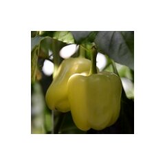 Перец светлый