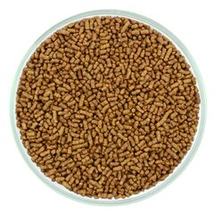 КуЦяо (гречишный чай)