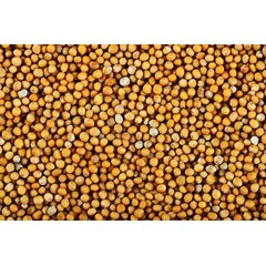 Горчичный порошок