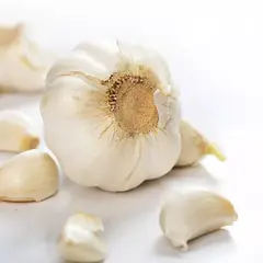 Чеснок Россия