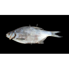 Лещ вяленый Цимлянский 600-800гр