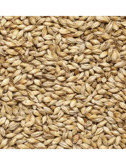 Ячменный солод «Пилзнер»