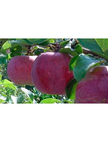 Яблоко Россошанское полосатое