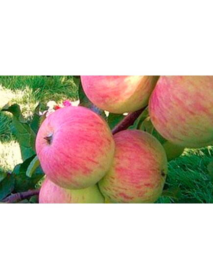 Яблоко Спартак