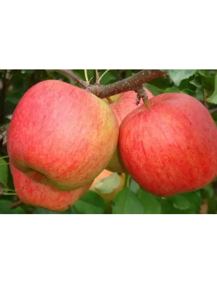 Яблоки Пирос