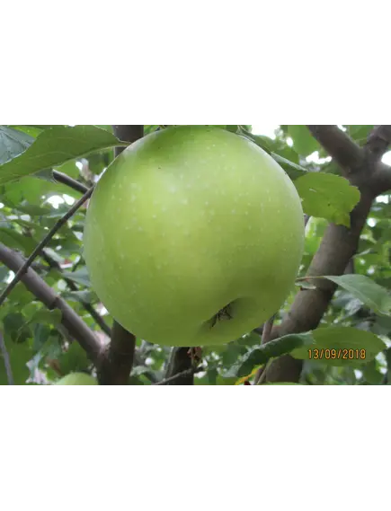 Яблоки Ренет Симиренко