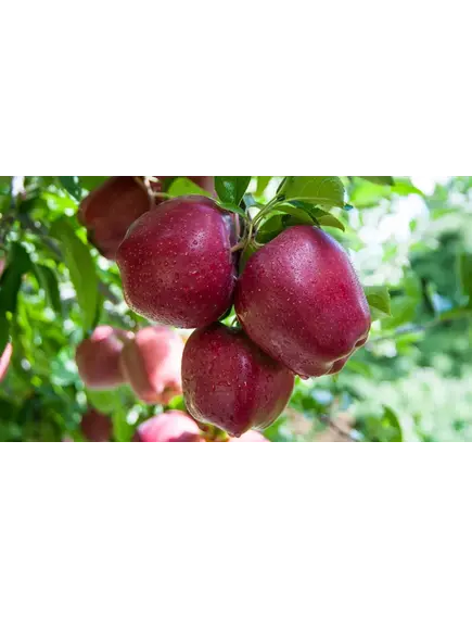 Яблоки Делишес