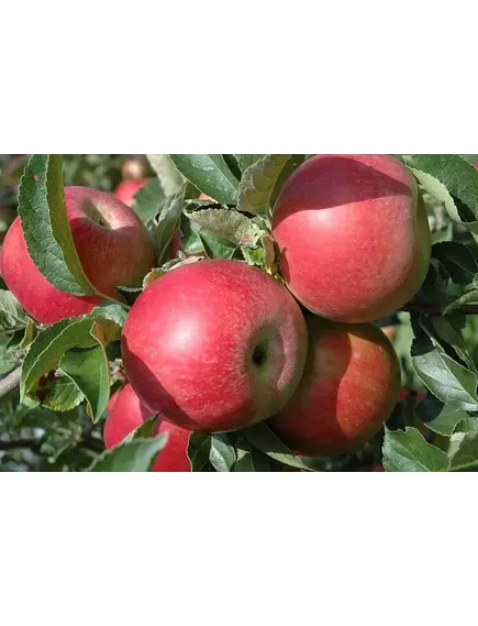 Яблоки Ред Джонопринц